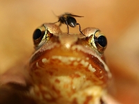 Moorfrosch mit einer Fliege auf dem Kopf
